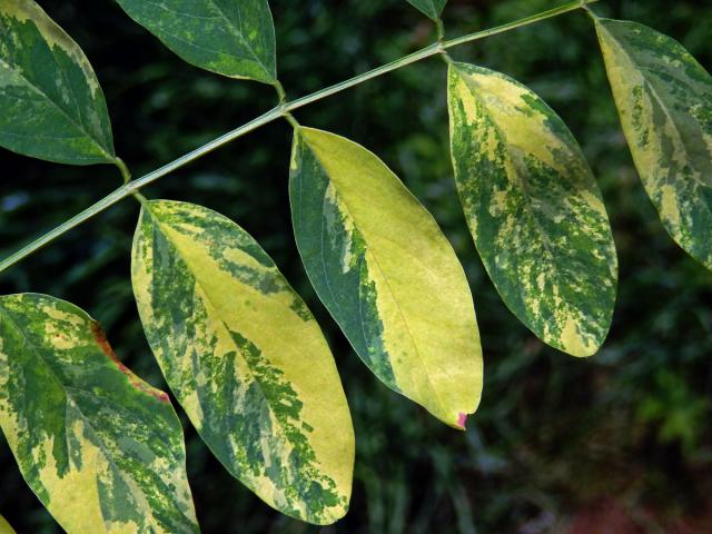 Trnovník akát (Robinia pseudoacacia L.) s panašovanými listy