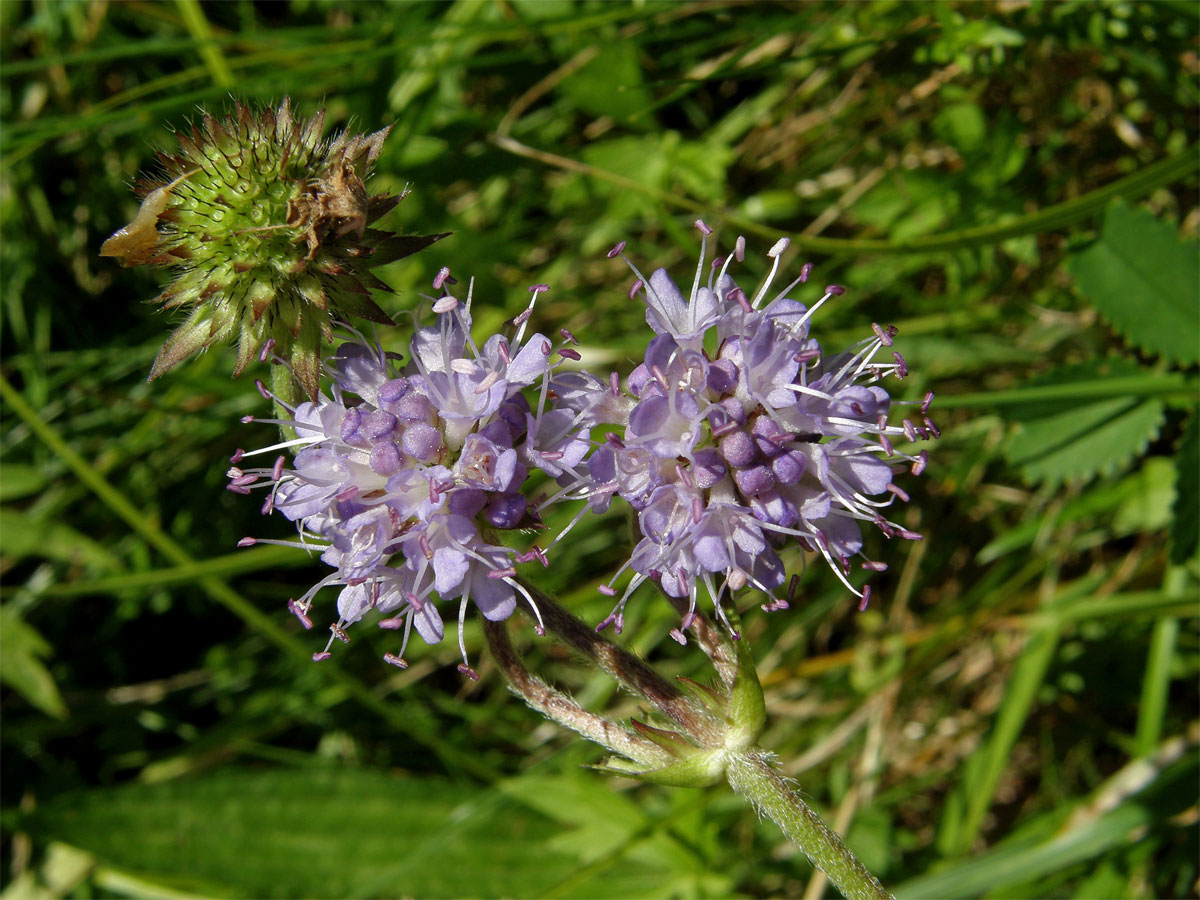 Čertkus luční (Succisa pratensis Moench)