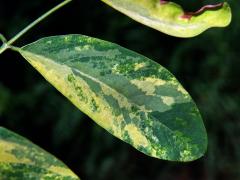 Trnovník akát (Robinia pseudoacacia L.) s panašovanými listy