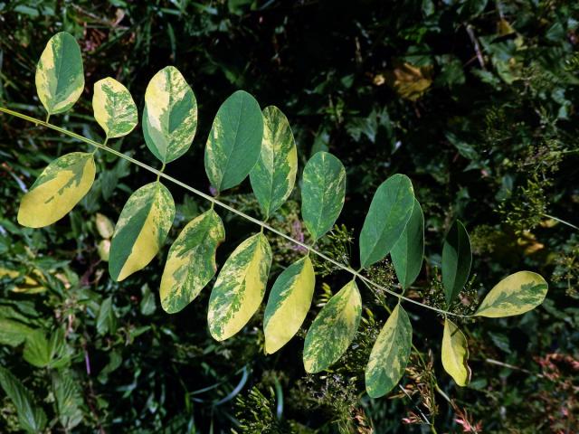 Trnovník akát (Robinia pseudoacacia L.) s panašovanými listy