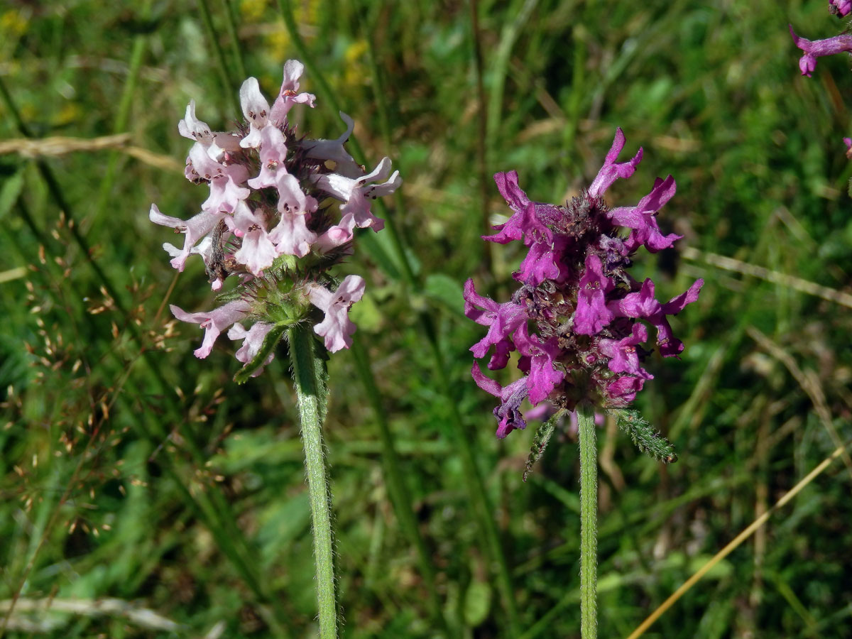 Bukvice lékařská (Betonica officinalis L.) se světlými květy (4b)