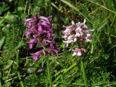 Bukvice lékařská (Betonica officinalis L.) se světlými květy (5)