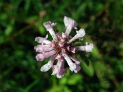 Bukvice lékařská (Betonica officinalis L.) se světlými květy (6)