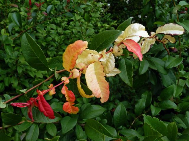 Kdoulovec ozdobný (Chaenomeles speciosa (Sweet) Nakai) - větvička s listy bez chlorofylu (2a)