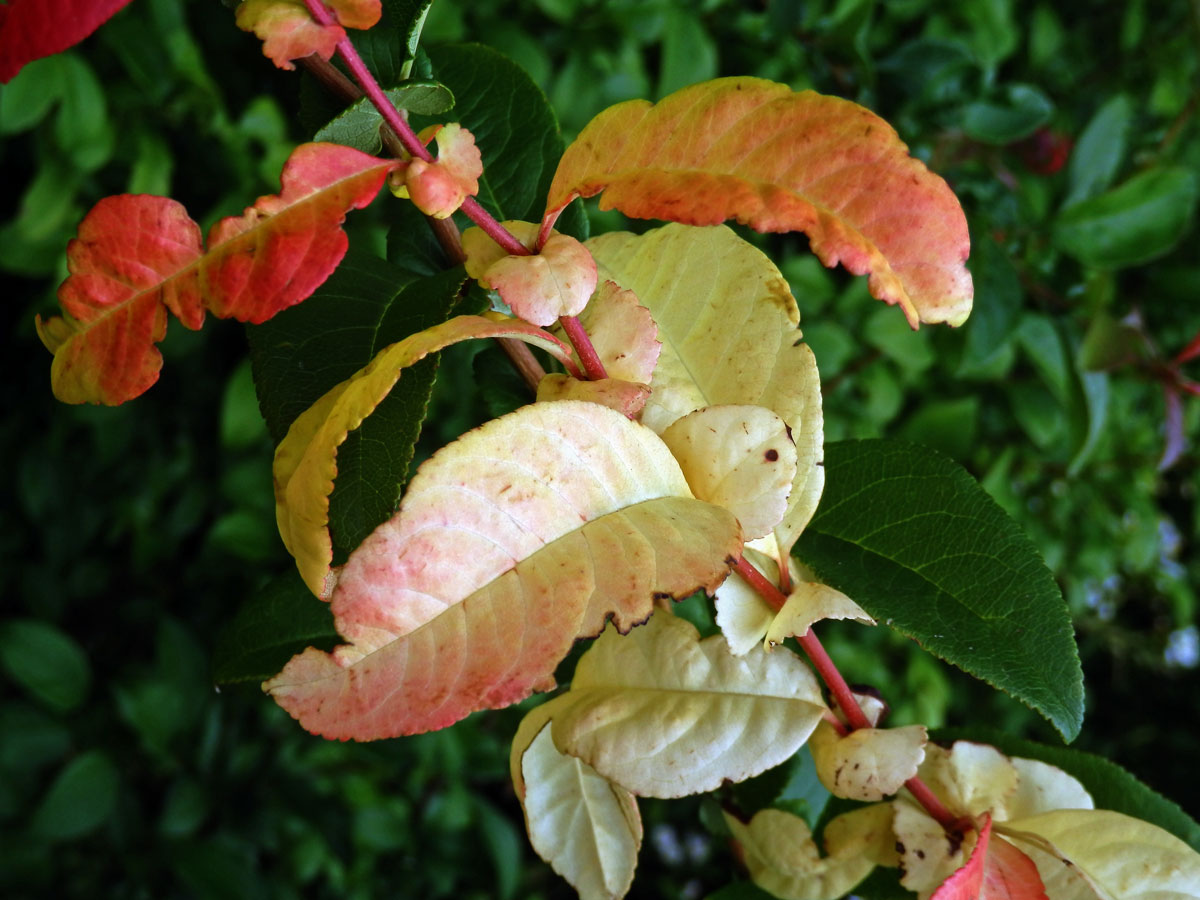 Kdoulovec ozdobný (Chaenomeles speciosa (Sweet) Nakai) - větvička s listy bez chlorofylu (2c)