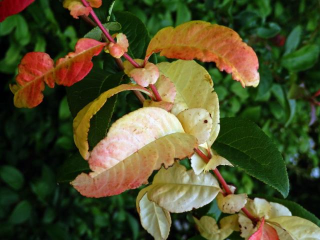 Kdoulovec ozdobný (Chaenomeles speciosa (Sweet) Nakai) - větvička s listy bez chlorofylu (2c)