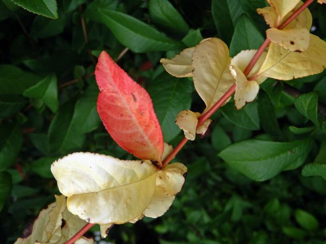 Kdoulovec ozdobný (Chaenomeles speciosa (Sweet) Nakai) - větvička s listy bez chlorofylu (2d)