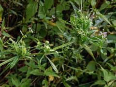 Hálky bejlomorky Dasineura aparines, svízel přítula (Galium aparine  L.)