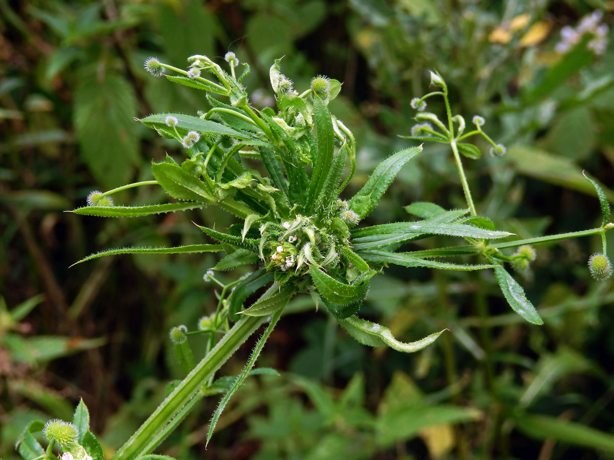 Hálky bejlomorky Dasineura aparines, svízel přítula (Galium aparine  L.)