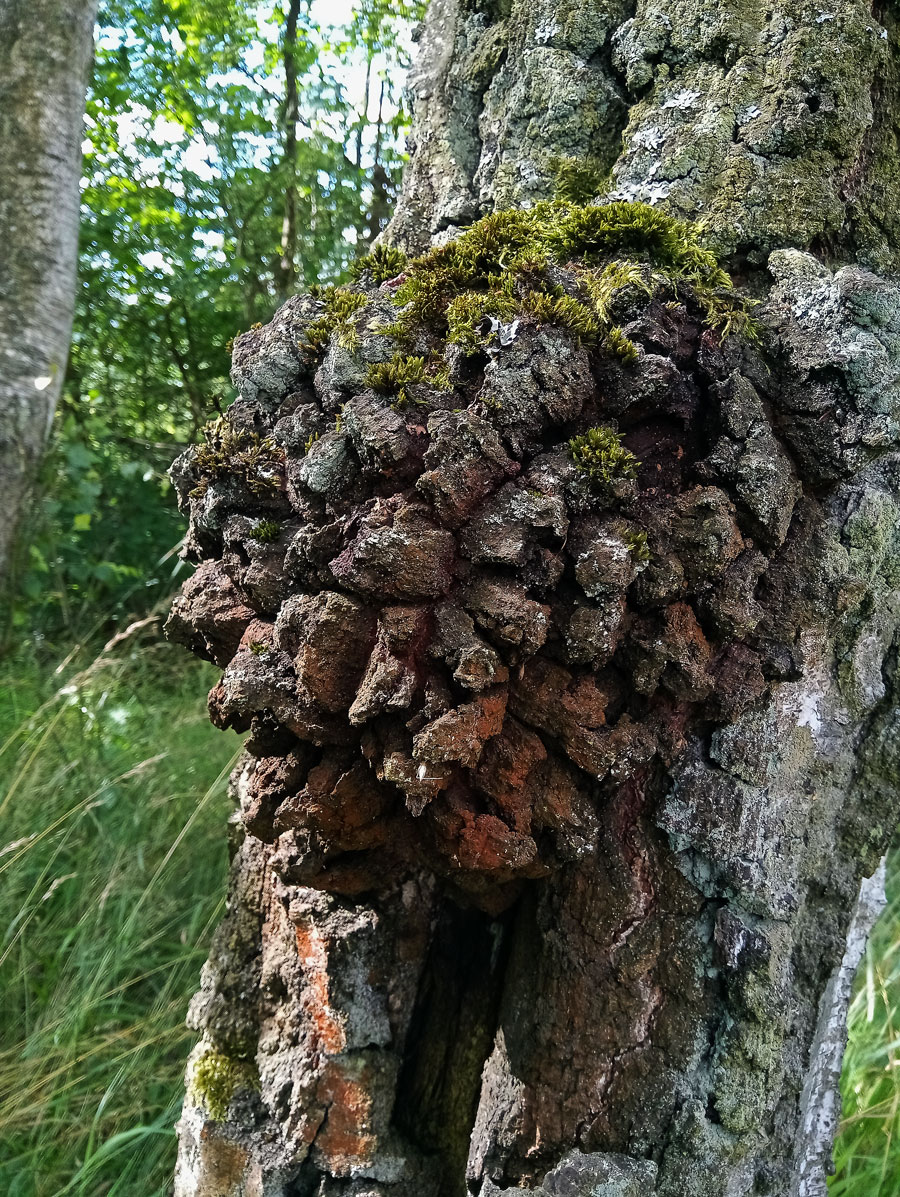 Nádor na bříze bělokoré (Betula pendula Roth) (85)