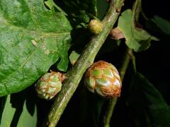 Hálky žlabatky šišticové (Andricus foecundatrix)