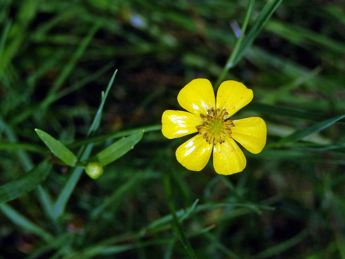 Pryskyřník plamének (Ranunculus flammula L.), šestičetný květ (15)