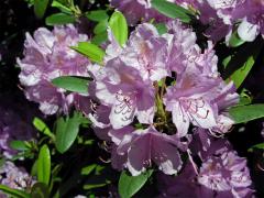 Pěnišník zkřížený (Rhododendron x hybridum hort.)