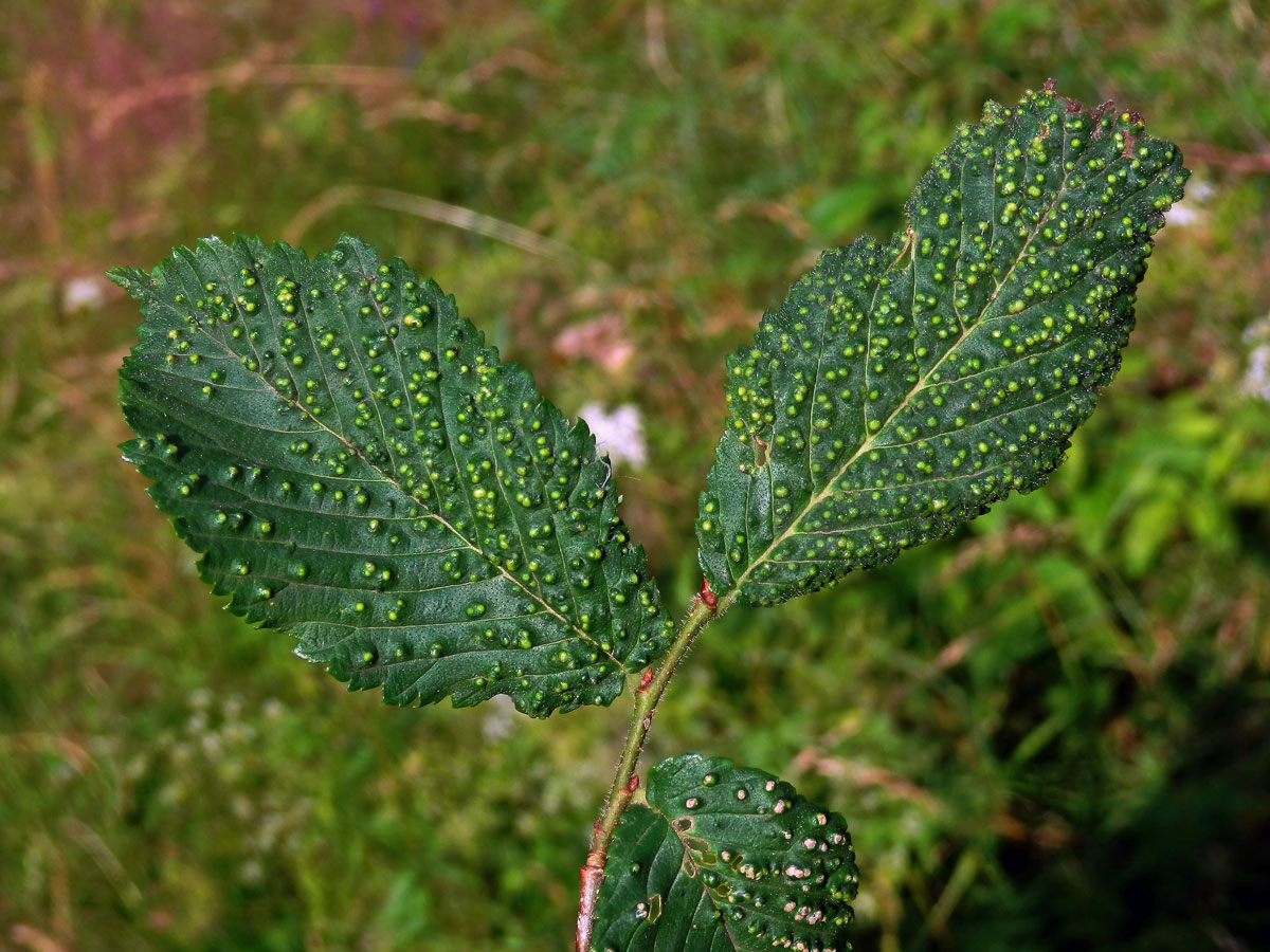 Hálky vlnovníka polního (Aceria campestricola)