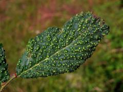 Hálky vlnovníka polního (Aceria campestricola)