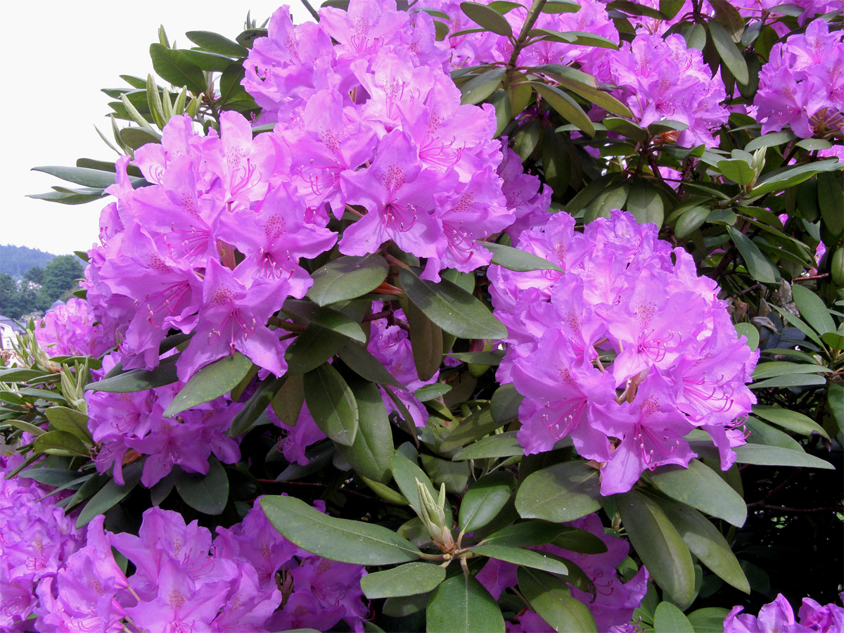 Pěnišník zkřížený (Rhododendron x hybridum hort.)