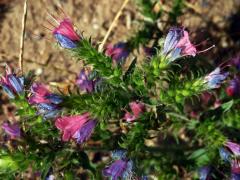 Hadinec obecný (Echium vulgare L.) s převážně růžovými květy (1a)