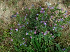 Hadinec obecný (Echium vulgare L.) s převážně růžovými květy (1b)