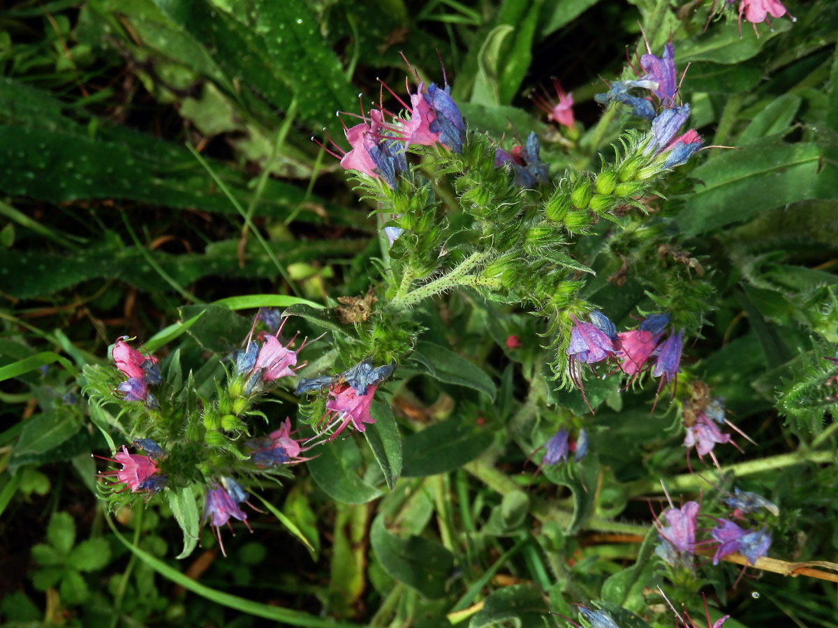 Hadinec obecný (Echium vulgare L.) s převážně růžovými květy (1a)