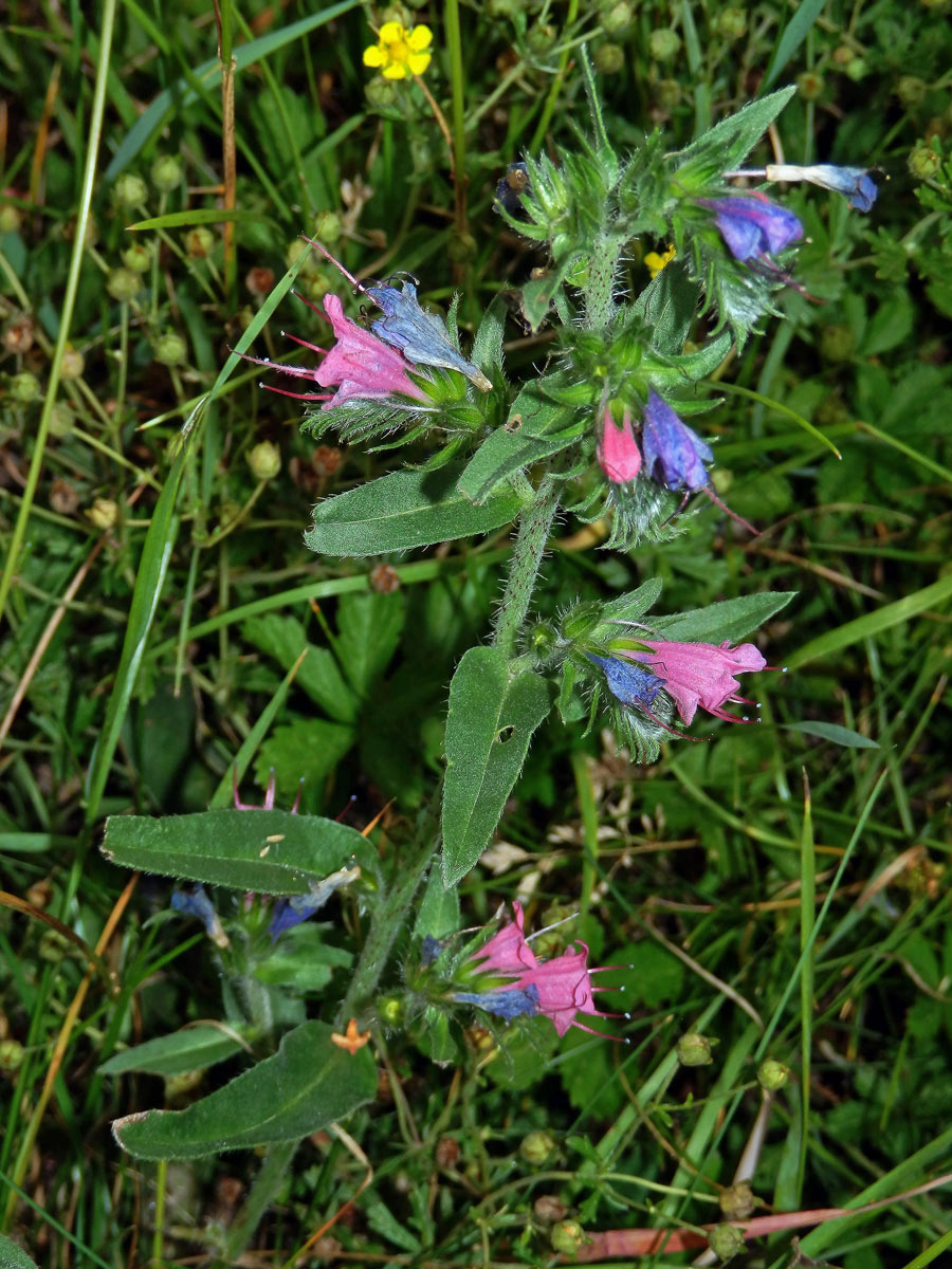 Hadinec obecný (Echium vulgare L.) s převážně růžovými květy (1a)