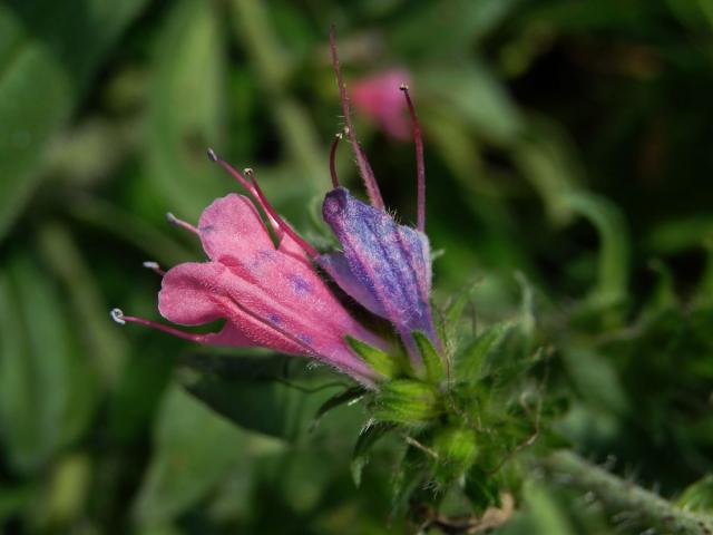 Hadinec obecný (Echium vulgare L.) s převážně růžovými květy (1a)