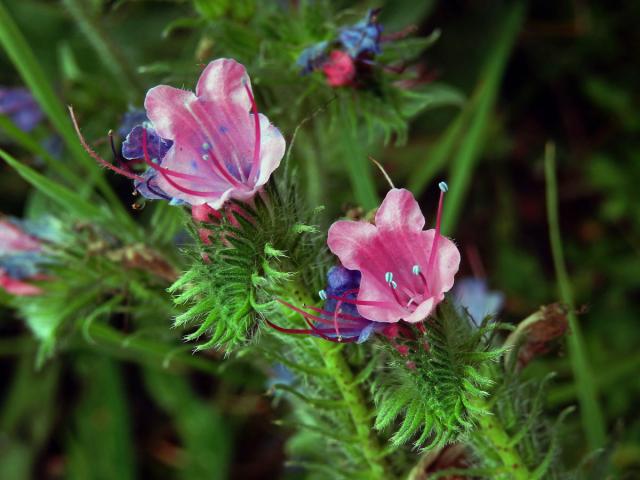 Hadinec obecný (Echium vulgare L.) s převážně růžovými květy (1a)