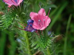 Hadinec obecný (Echium vulgare L.) s převážně růžovými květy (1a)