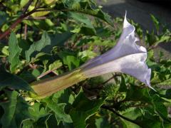 Durman obecný (Datura stramonium L. var. tatula (L.) Torr.)