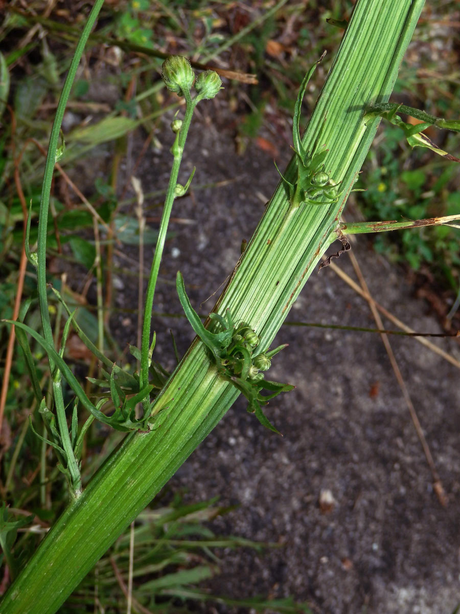 Fasciace škardy dvouleté (Crepis biennis L.)