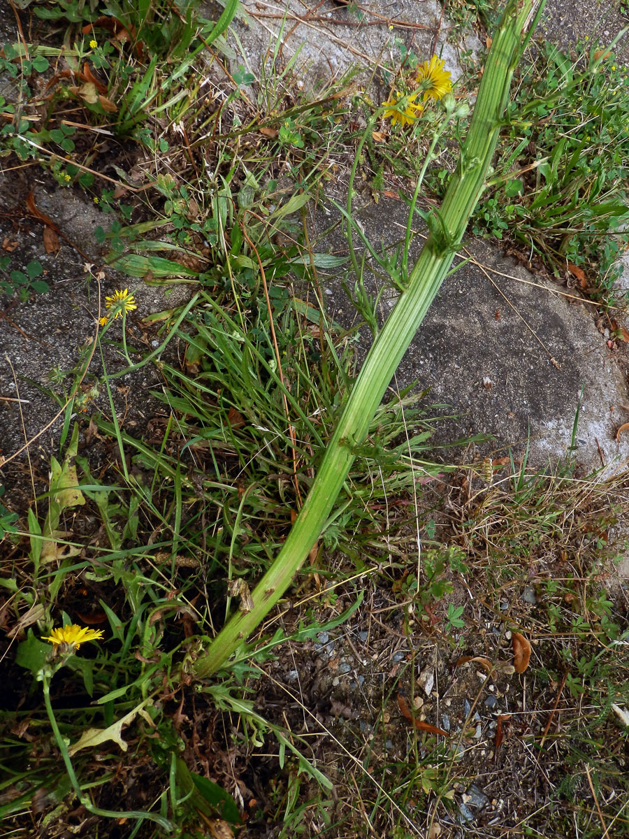 Fasciace škardy dvouleté (Crepis biennis L.)