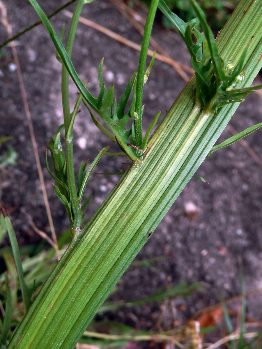 Fasciace škardy dvouleté (Crepis biennis L.)