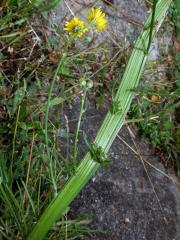 Fasciace škardy dvouleté (Crepis biennis L.)