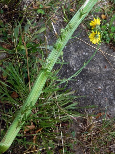 Fasciace škardy dvouleté (Crepis biennis L.)