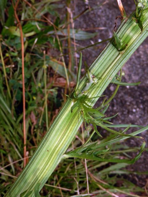 Fasciace škardy dvouleté (Crepis biennis L.)