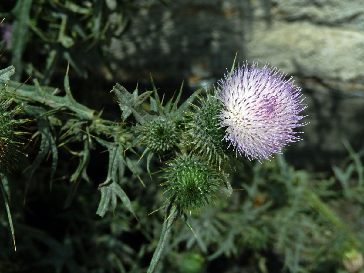 Atypická barva květů pcháče obecného (Cirsium vulgare (Savi) Ten.)