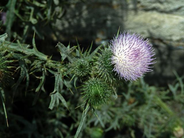 Atypická barva květů pcháče obecného (Cirsium vulgare (Savi) Ten.)