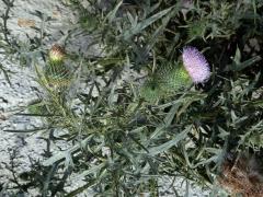 Atypická barva květů pcháče obecného (Cirsium vulgare (Savi) Ten.)