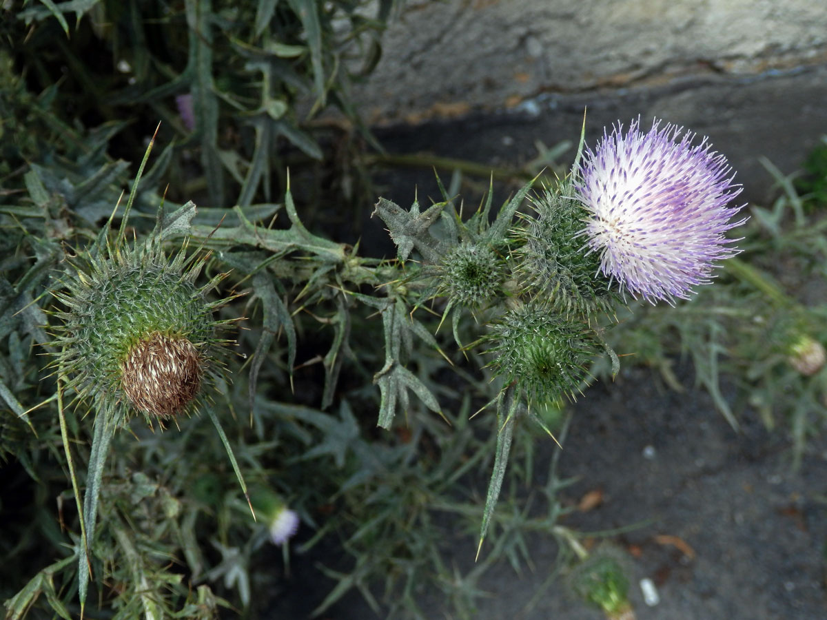 Atypická barva květů pcháče obecného (Cirsium vulgare (Savi) Ten.)