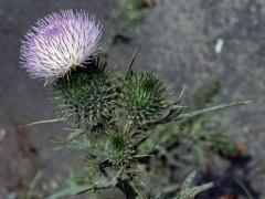 Atypická barva květů pcháče obecného (Cirsium vulgare (Savi) Ten.)