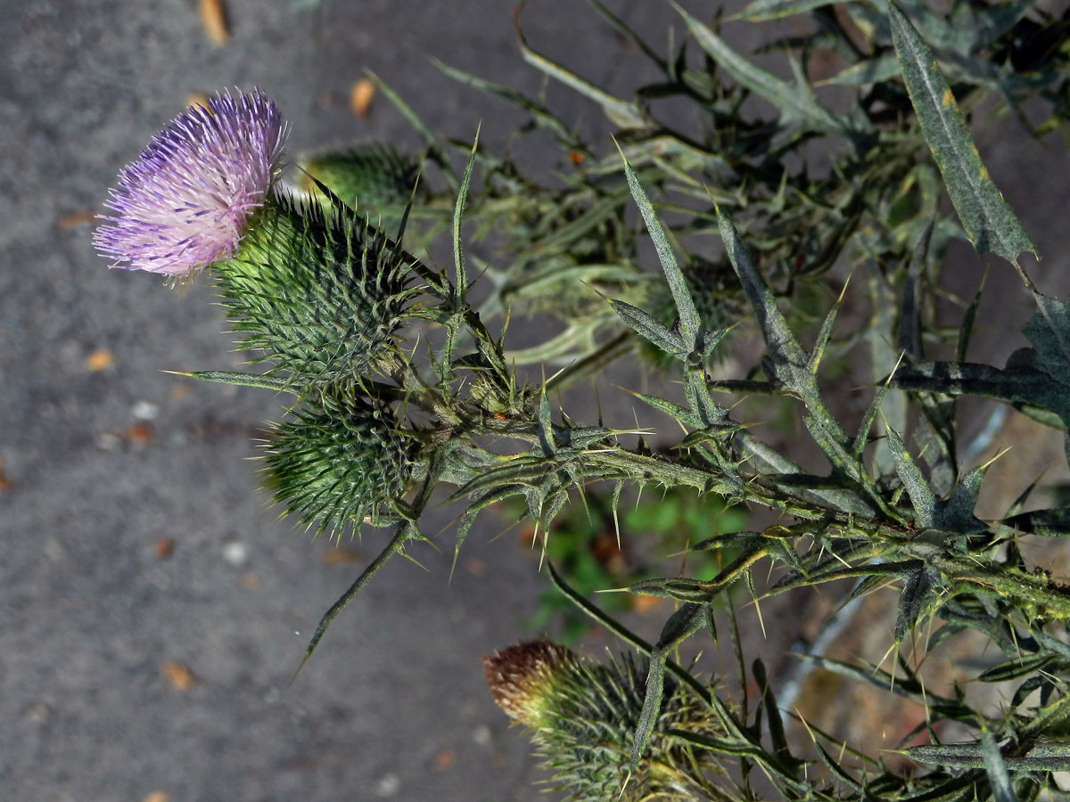 Atypická barva květů pcháče obecného (Cirsium vulgare (Savi) Ten.)