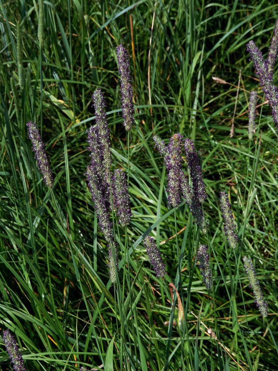 Bojínek luční (Phleum pratense L.)