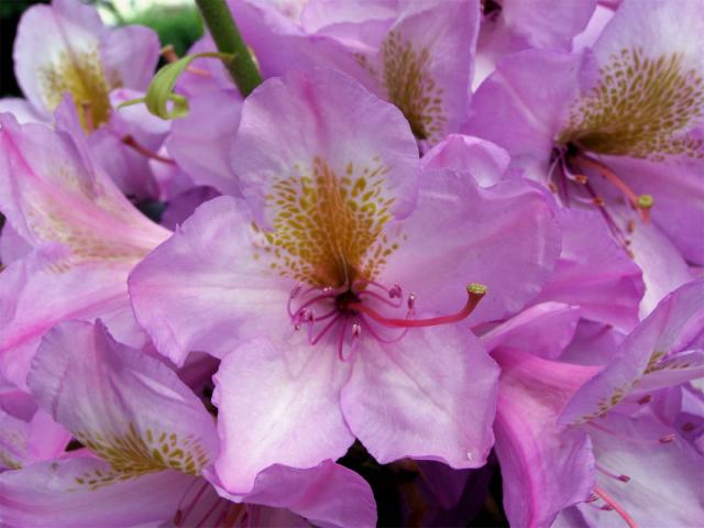 Pěnišník zkřížený (Rhododendron x hybridum hort.)