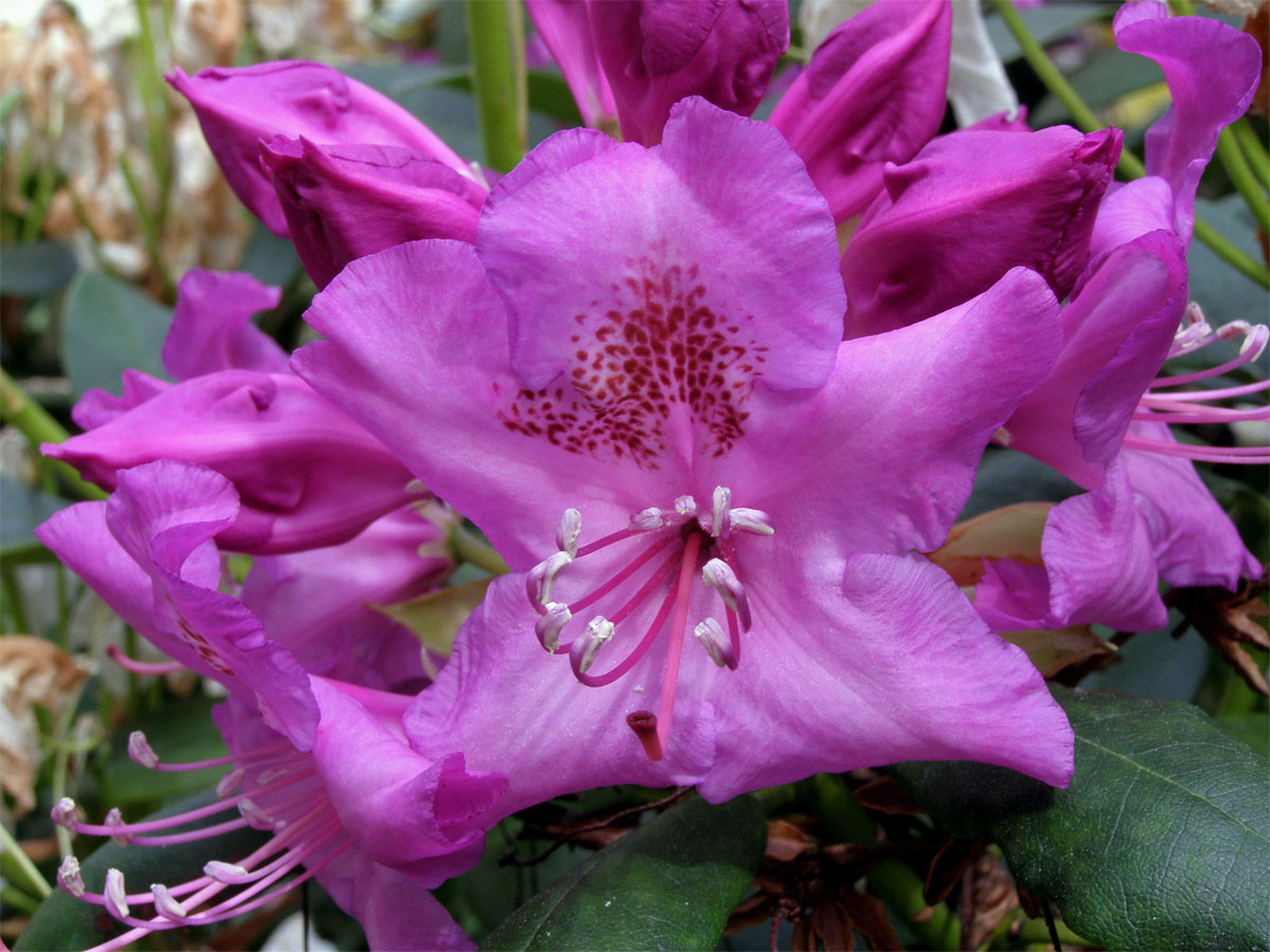 Pěnišník zkřížený (Rhododendron x hybridum hort.)