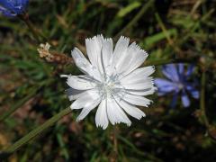 Čekanka obecná (Cichorium intybus L.) - rostlina s bílými květy (10)