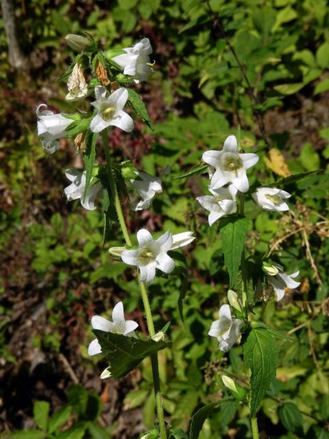 Zvonek kopřivolistý (Campanula trachelium L.) s bílými květy (1a)