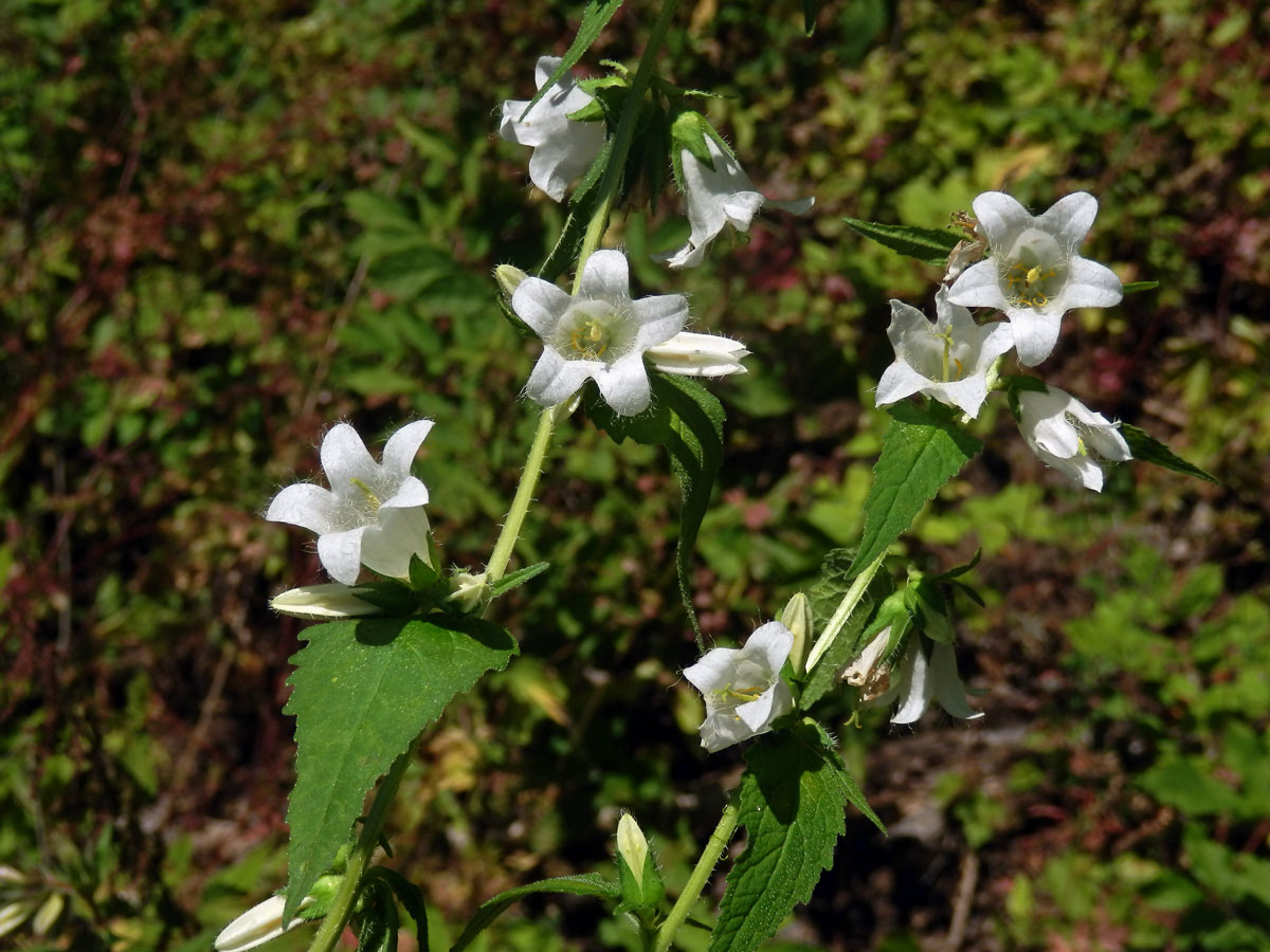 Zvonek kopřivolistý (Campanula trachelium L.) s bílými květy (1b)