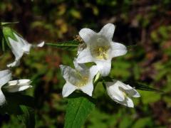 Zvonek kopřivolistý (Campanula trachelium L.) s bílými květy (1c)