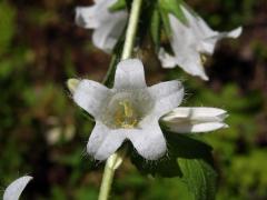 Zvonek kopřivolistý (Campanula trachelium L.) s bílými květy (1d)