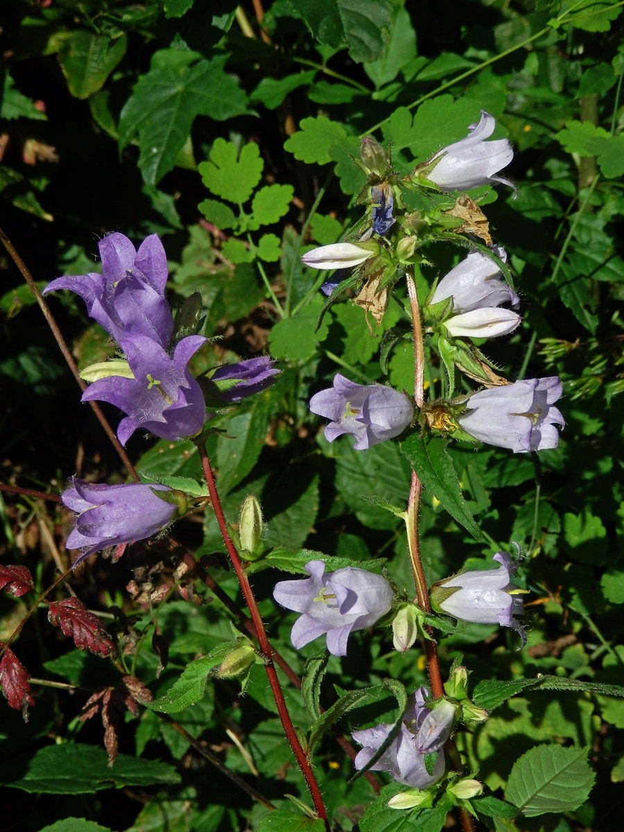 Zvonek kopřivolistý (Campanula trachelium L.) se světlými květy (2a)