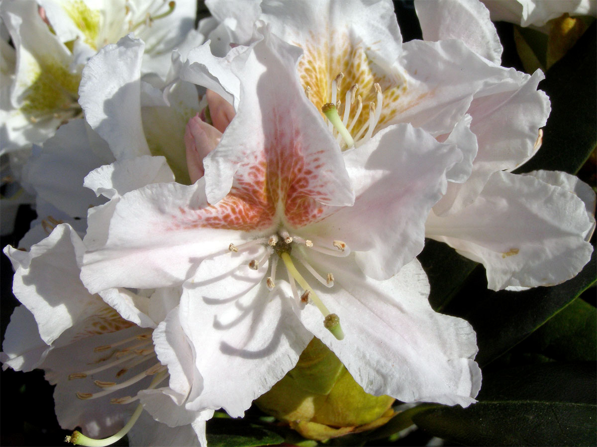 Pěnišník zkřížený (Rhododendron x hybridum hort.)